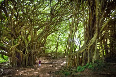 Şube ve Maui, Hawaii, ABD Pipiwai iz üzerinde büyüyen dev Hint inciri ağacı köklerinin asılı