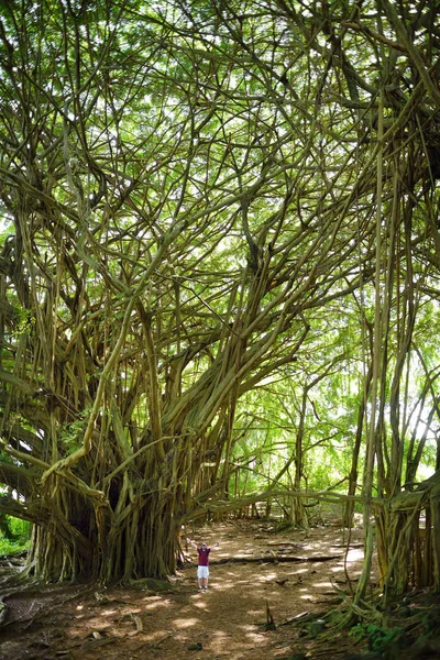 美国夏威夷毛伊岛 Pipiwai 小径上生长的巨型榕树枝和悬根 — 图库照片