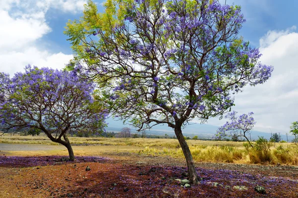 Fioletowy Jacaranda Drzewa Kwitnące Wzdłuż Drogi Maui Island Hawaje Usa — Zdjęcie stockowe