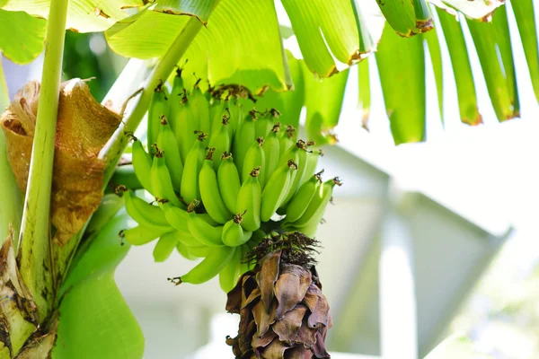 Gäng Mognande Grönt Äpple Bananer Bananträd Stora Hawaii Usa — Stockfoto