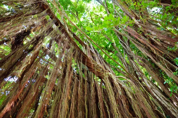 Відділення Банкомати Висячі Коріння Гігантських Banyan Дерева Росте Pipiwai Стежці — стокове фото