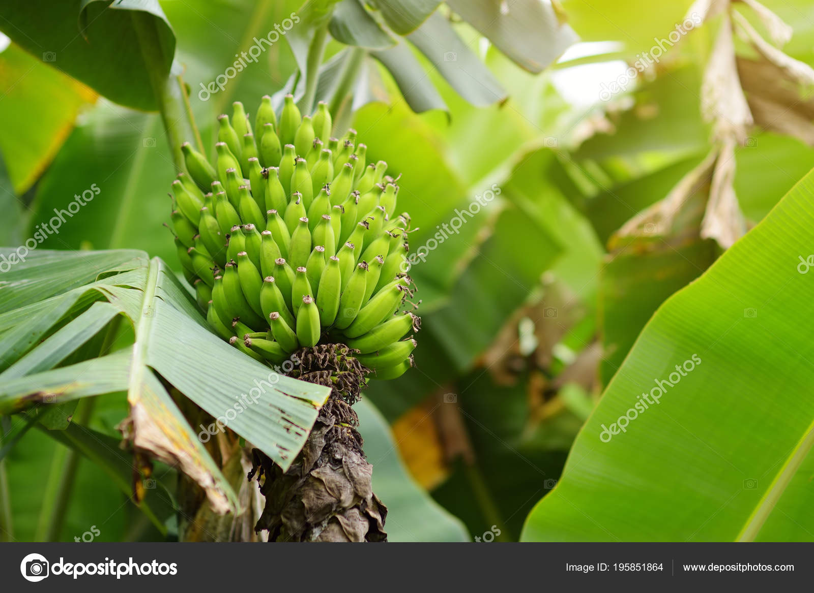 Bunch Ripening Green Apple Bananas Banana Tree Big Island Hawaii Stock