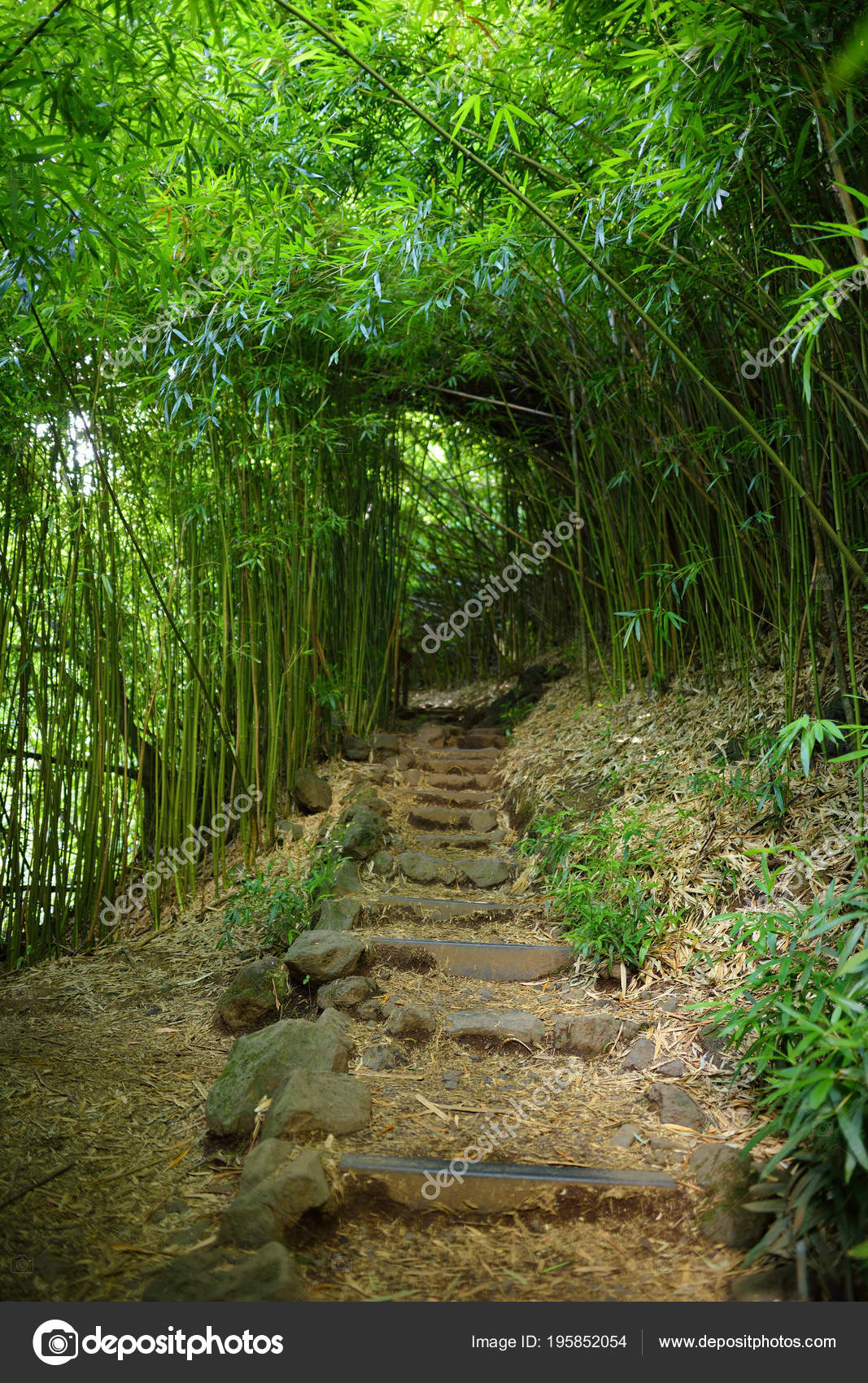 Path Dense Bamboo Forest Maui Hawaii Usa Stock Photo Image By C Mnstudio