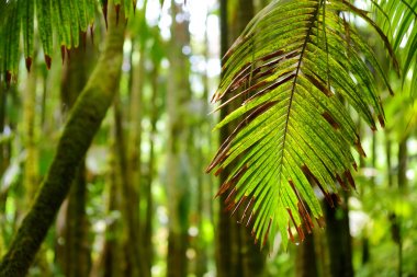 Yemyeşil tropikal bitki örtüsü Adaları'nın Hawaii, ABD