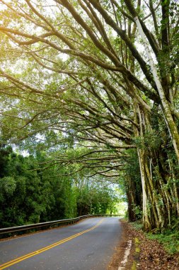 Hana, Maui, Hawaii için ünlü yolu doğal görünümünü