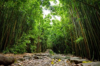 Yol Maui, Hawaii, ABD üzerinde yoğun bambu ormanı