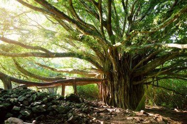 Şube ve Maui, Hawaii, ABD Pipiwai iz üzerinde büyüyen dev Hint inciri ağacı köklerinin asılı