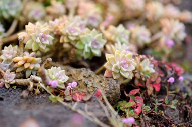 Alii Kula lavanta çiftliği Maui, Hawaii, ABD üzerinde sulu bitkilerin çeşitli türü