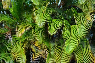 Yemyeşil tropikal bitki örtüsü Adaları'nın Hawaii, ABD