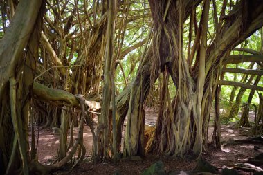 Şube ve Maui, Hawaii, ABD Pipiwai iz üzerinde büyüyen dev Hint inciri ağacı köklerinin asılı