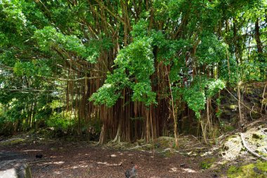 Şube ve Maui, Hawaii, ABD Pipiwai iz üzerinde büyüyen dev Hint inciri ağacı köklerinin asılı