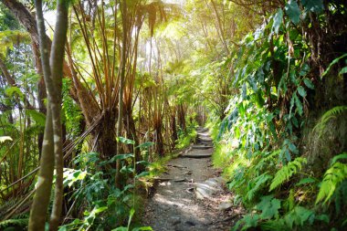 Tourist hiking on Kilauea Iki trail in Volcanoes National Park in Big Island of Hawaii clipart