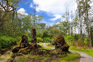 Lava molds of tree trunks in Lava Tree State Monument on Big Island of Hawaii, USA  clipart