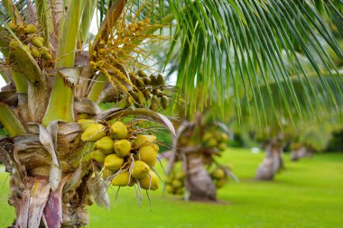 cüce Hindistan cevizi ağacı üzerinde büyük Hawaii adasında, ABD tarihinde olgunlaşma Hindistan cevizleri