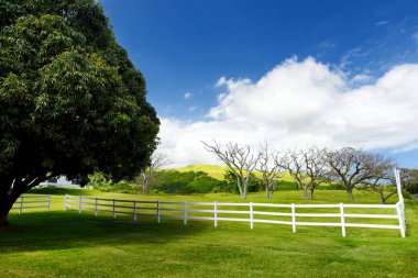 Dev mango ağacının yanında büyük Hawaii adasında, ABD Güney tarafındaki beyaz çit