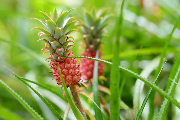 Törpe Ananász Természetes Környezetben Trópusi Botanikus Kert Nagy Sziget Hawaii — Stock Fotó