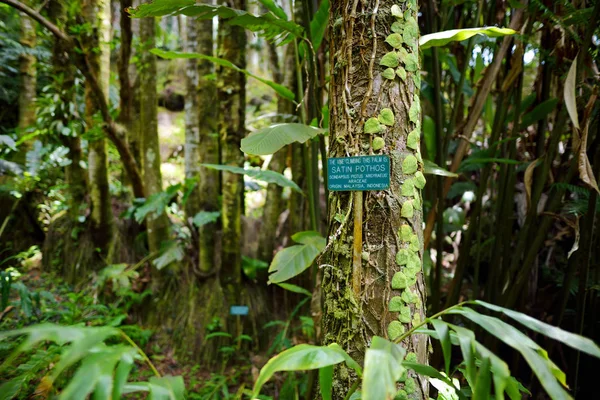 Szőlő Természetes Környezetben Trópusi Botanikus Kert Nagy Sziget Hawaii — Stock Fotó