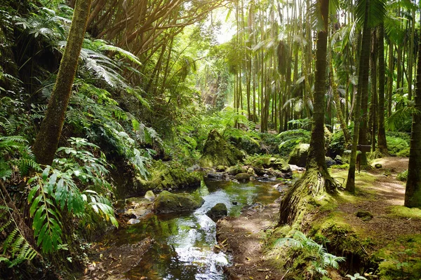 Bujné Tropické Vegetace Hawaii Tropická Botanická Zahrada Velký Ostrov Havaj — Stock fotografie