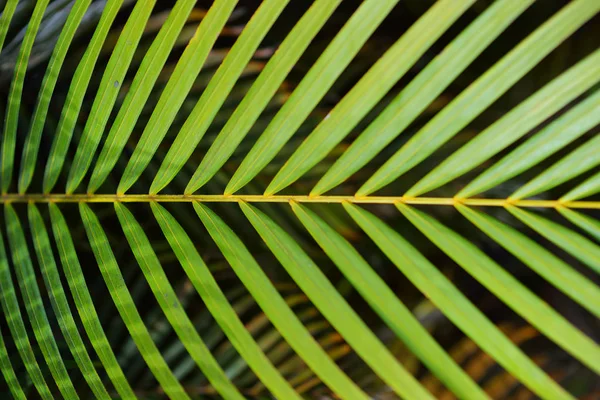 Vista Cercana Hoja Tropical Verde Hawaii —  Fotos de Stock