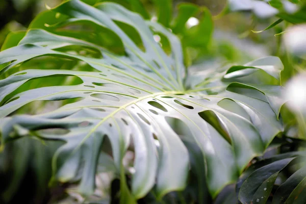 Vegetação Tropical Exuberante Das Ilhas Havaí Eua — Fotografia de Stock