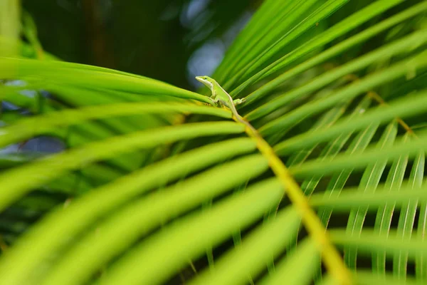 Vista Cercana Hoja Tropical Verde Hawaii —  Fotos de Stock