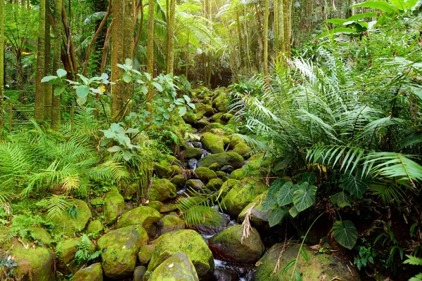 Yemyeşil Tropikal Bitki Örtüsü Hawaii Tropikal Botanik Bahçesi Büyük Hawaii — Stok fotoğraf