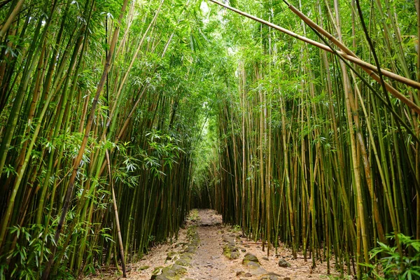Caminho Através Densa Floresta Bambu Maui Havaí Eua — Fotografia de Stock