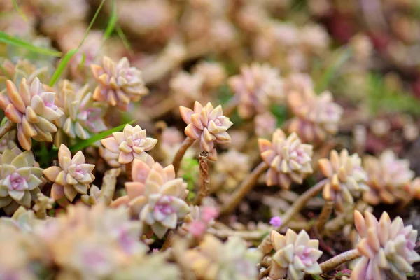 Berbagai Jenis Tanaman Lezat Alii Kula Lavender Farm Maui Hawaii — Stok Foto