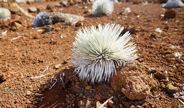 Close View Haleakala Silversword Endemic Island Maui Hawaii — Stock Photo, Image