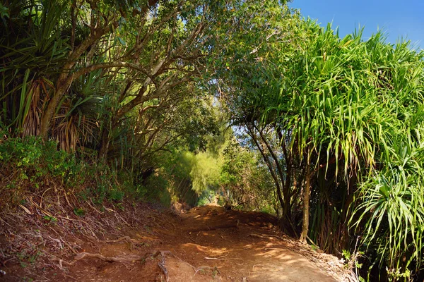 美国夏威夷大岛 Pololu 河谷绿色森林景观观 — 图库照片
