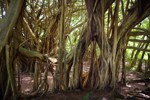 Ágak Lógó Gyökerei Hatalmas Banyan Pipiwai Trail Maui Hawaii Amerikai — Stock Fotó