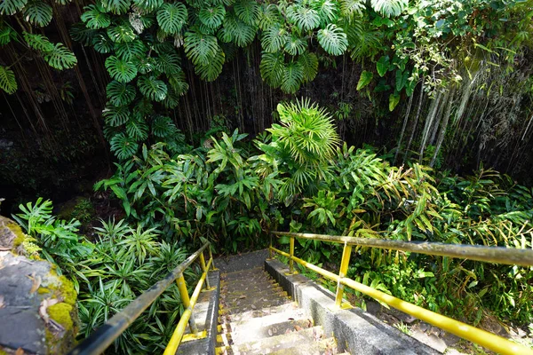 Lush tropical vegetation of Hawaii Tropical Botanical Garden of Big Island of Hawaii, USA