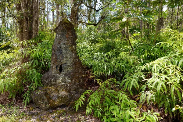 Lava Formar Trädstammar Lava Tree Statligt Monument Stora Hawaii Usa — Stockfoto