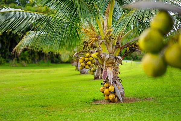 Bouquet Noix Coco Mûrissant Sur Cocotier Nain Sur Big Island — Photo