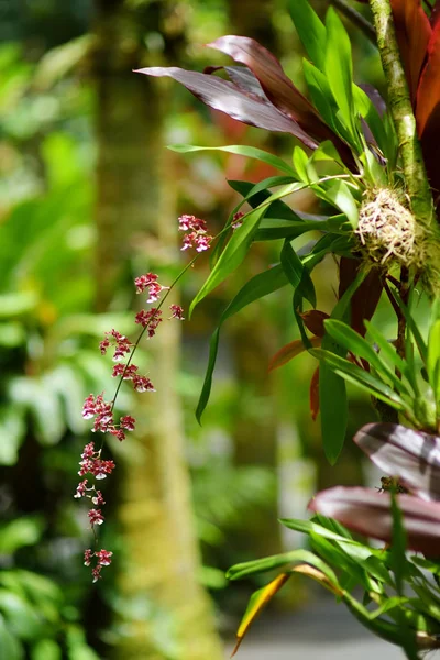 Orquídeas Ambiente Natural Jardim Botânico Tropical Ilha Grande Havaí — Fotografia de Stock