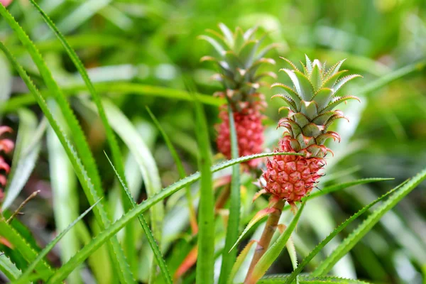 Törpe Ananász Természetes Környezetben Trópusi Botanikus Kert Nagy Sziget Hawaii — Stock Fotó