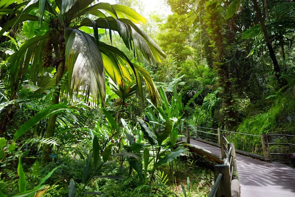 Lush tropical vegetation of Hawaii Tropical Botanical Garden of Big Island of Hawaii, USA