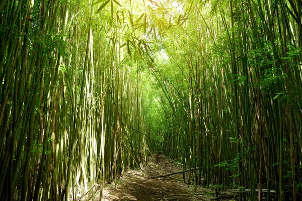 Caminho Através Densa Floresta Bambu Maui Havaí Eua — Fotografia de Stock