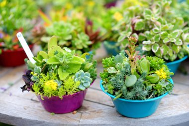 Alii Kula lavanta çiftliği Maui, Hawaii, ABD tarihinde çeşitli tür etli bitkiler satılır