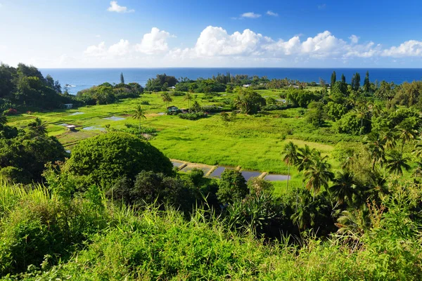 Rozhledů Maui Severní Pobřeží Vidět Silnice Hana Havaj Usa — Stock fotografie