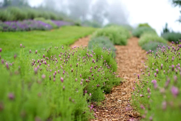 Bloeiende Lavendel Planten Kwekerij Van Alii Kula Lavendel Maui Hawaii — Stockfoto