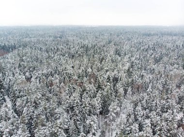 Çam ormanlarının karla kaplı güzel hava manzarası. Rime buzu ve ağaçları kaplayan buz kütleleri. Vilnius, Litvanya 'da manzara.