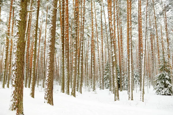 Bela vista da floresta coberta de neve. Gelo de arroz e geada de porco cobrindo árvores. Dia de inverno frio. Paisagem de inverno perto de Vilnius, Lituânia . — Fotografia de Stock