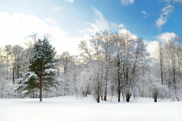 Hermosa vista del bosque cubierto de nieve. Hielo de campanas y heladas que cubren los árboles. Día frío de invierno. Paisaje invernal cerca de Vilna, Lituania . — Foto de Stock