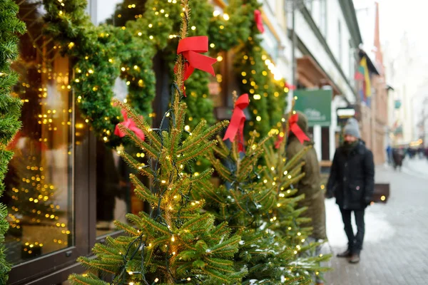 Hermosos abetos como decoración de la antigua calle en Vilna, Lituania. Celebración de Navidad y Año Nuevo en la capital lituana . — Foto de Stock