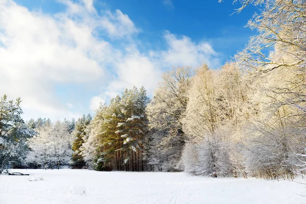 Hermosa vista del bosque cubierto de nieve. Hielo de campanas y heladas que cubren los árboles. Día frío de invierno. Paisaje invernal cerca de Vilna, Lituania . — Foto de Stock