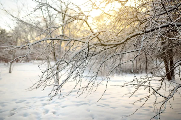Zweige am Wintertag mit Frost bedeckt — Stockfoto