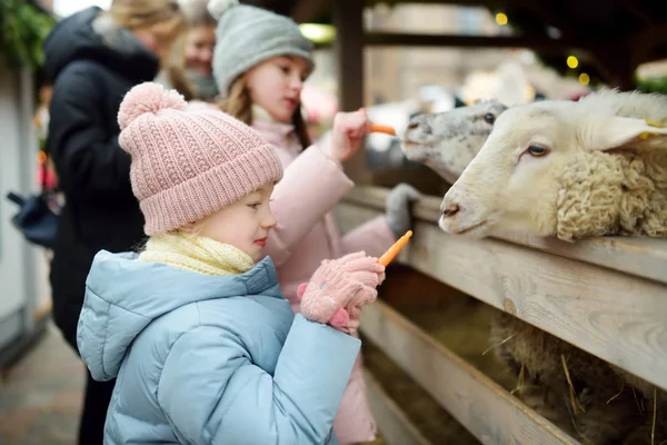Two cute young sisters having fun feeding sheep in a small petting zoo on traditional Christmas market in Riga, Latvia. Happy winter activities for kids. — Stock Photo, Image