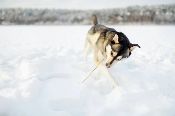 En vacker hund leker utomhus i vit snö. — Stockfoto