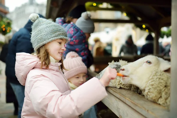 Dwie słodkie, młode siostry bawiące się karmieniem owiec w małym zoo na tradycyjnym jarmarku bożonarodzeniowym w Rydze na Łotwie. Wesołych zimowych zajęć dla dzieci. — Zdjęcie stockowe